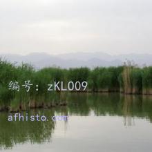 Ȼ