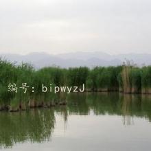 ʼ